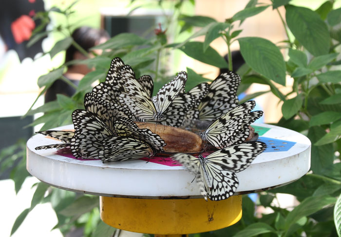 Butterflies feeding at Taipei Zoo