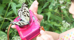 Butterfly on a camera at Taipei City Zoo