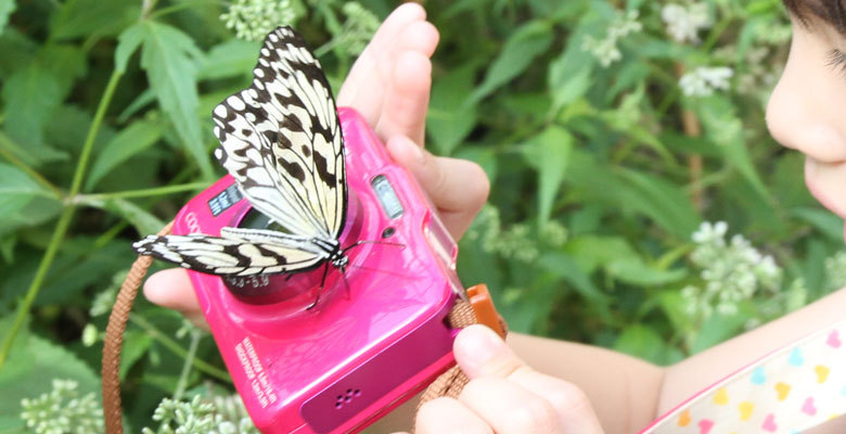 Butterfly on a camera at Taipei City Zoo